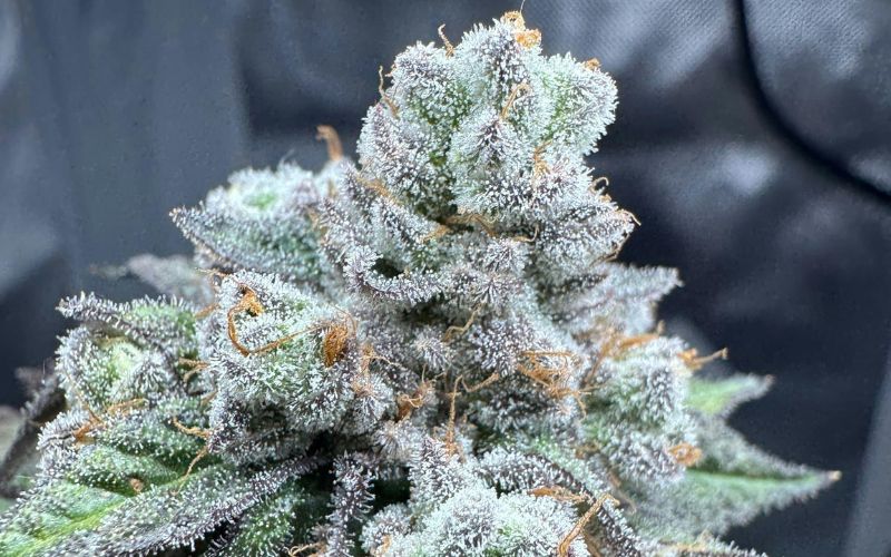 Spring Clone Success Stories: Grower Results from Mr. Clones Strains