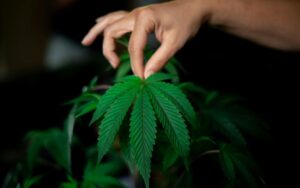 Top Trending Clone Strains Growers Are Searching for in Spring 2026