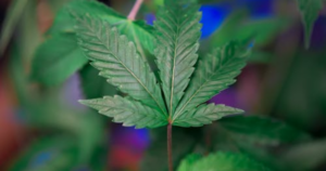 Cannabis Clones in Halifax