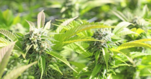 Cannabis Clones in Edmonton