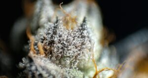 Cannabis Clones in Markham