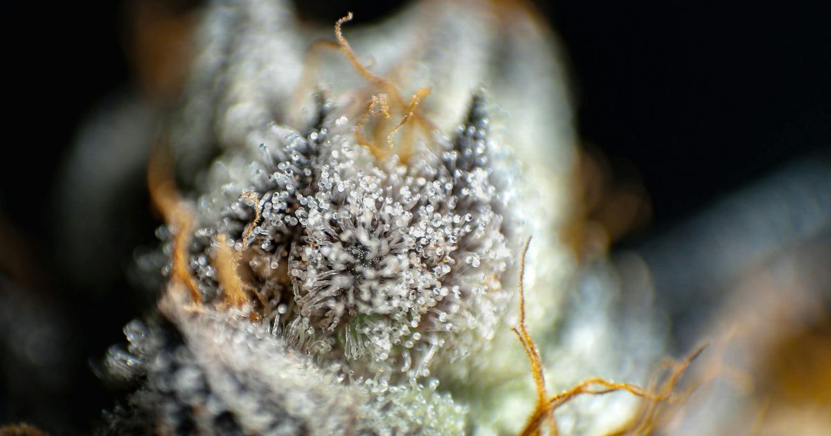 Cannabis Clones in Markham