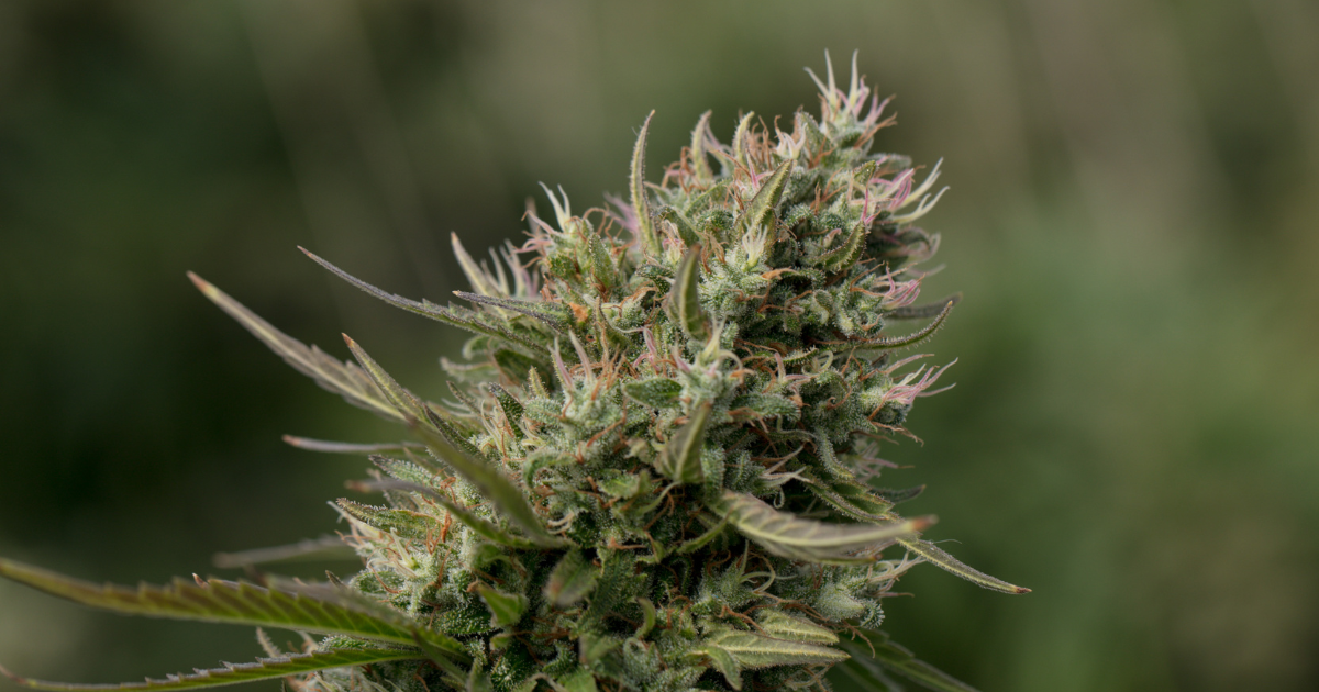 Cannabis Clones in Mississauga