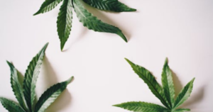 Cannabis Clones vs Seeds