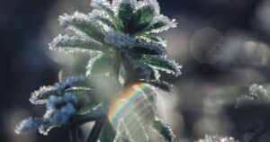 Fast Flowering Cannabis Strains