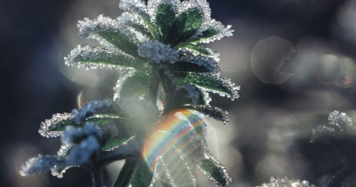 Fast Flowering Cannabis Strains