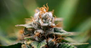 Grey Goose Cannabis Clones