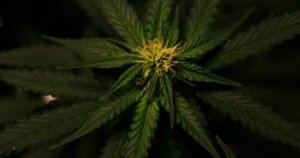 How Cold Is Too Cold for Cannabis Clones in Early Spring