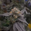 Platinum Rockstar Kush