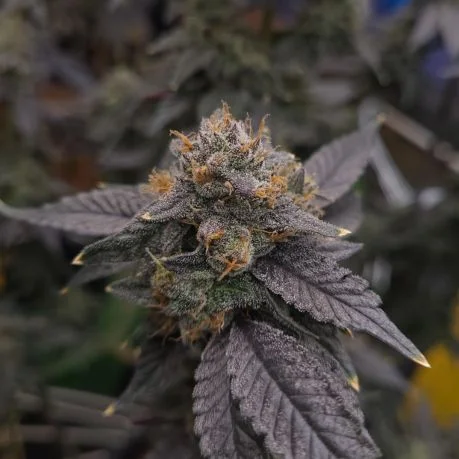 Platinum Rockstar Kush