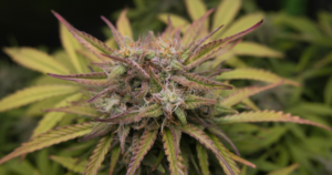 buy cannabis clones in Toronto