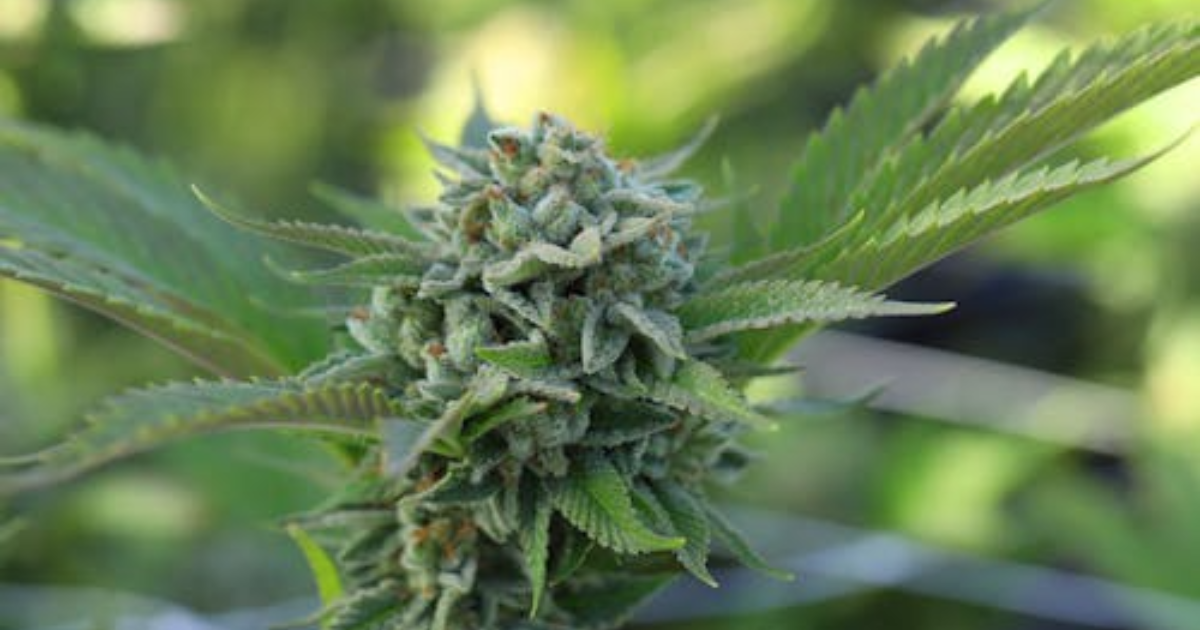 cannabis clones in calgary