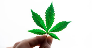 Cannabis Harvest Timing