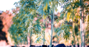 Cannabis Risk Management