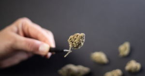 Outdoor Cannabis Success in Canada