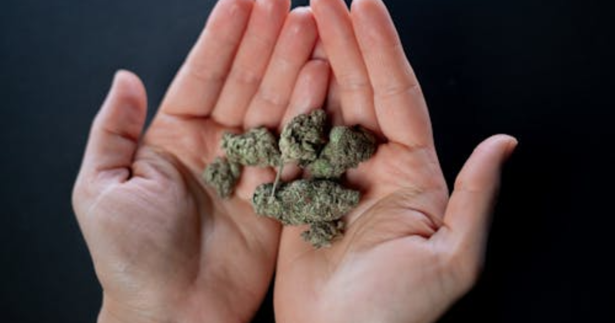 Outdoor Cannabis Yields