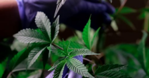 Outdoor-Ready Clone