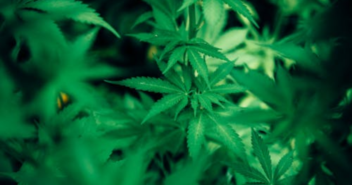 Planning a Canadian Outdoor Grow