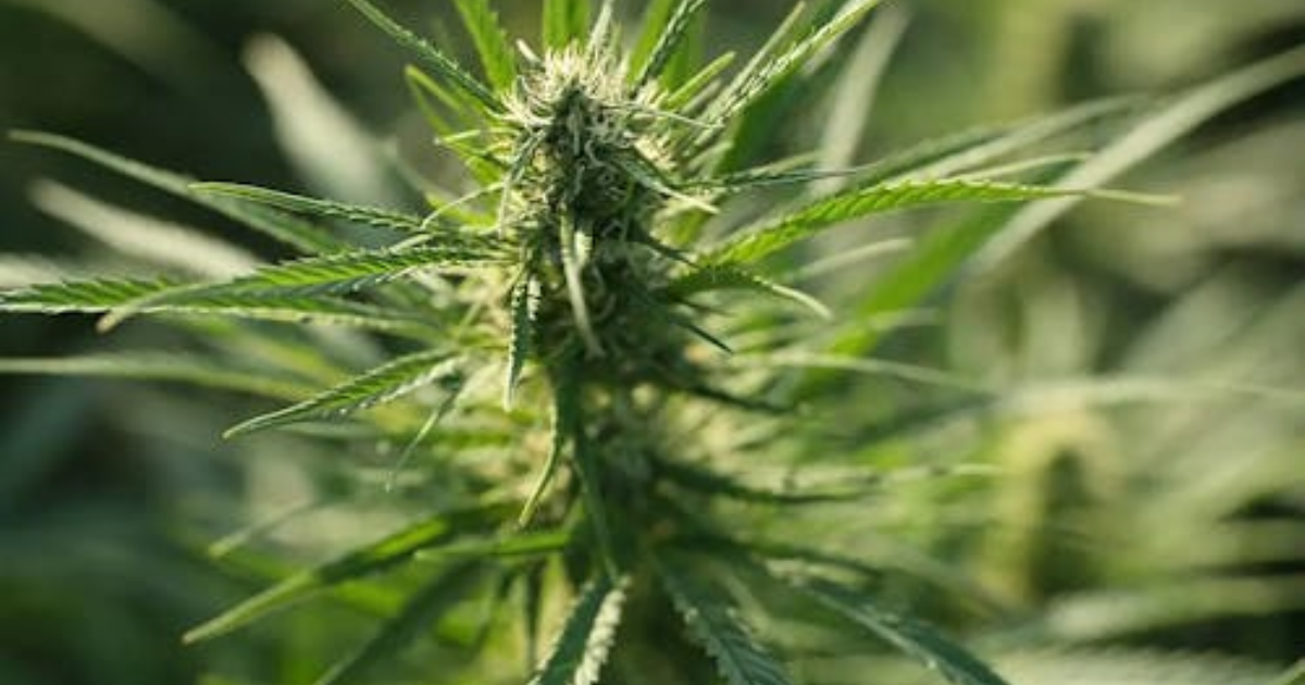 outdoor cannabis timeline for Canada