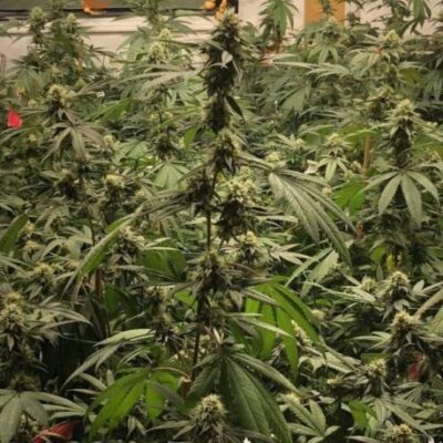 Frosted Fruit Cake