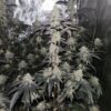 Frosted Fruit Cake Online