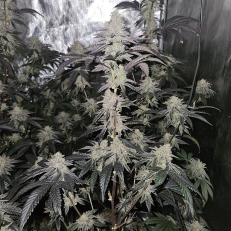 Frosted Fruit Cake Online