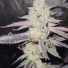 Frosted Fruit Cake for Sale