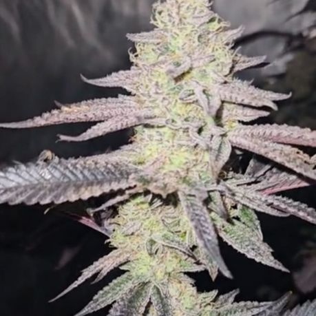 Frosted Fruit Cake for Sale