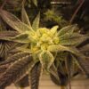 Pink Kush