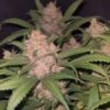 Tropicana Cookies for Sale