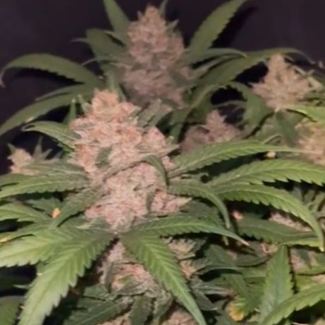 Tropicana Cookies for Sale