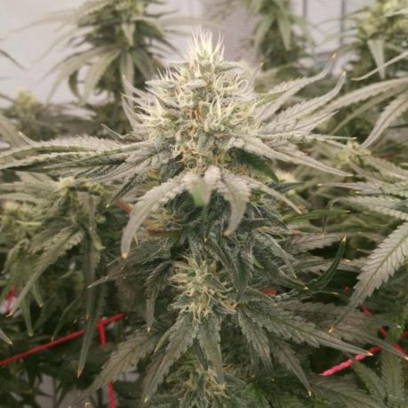 Tropicana Cookies