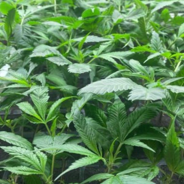 Clones Canada